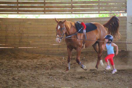 stages équitation sports gard (13)